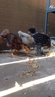 IMG_2453.JPG