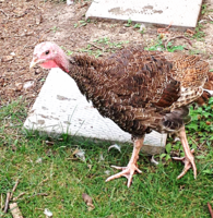 Aviary Photo_131783136062545459.png