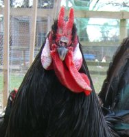 evil2ss.jpg