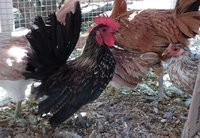 rooster8.jpg