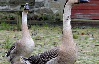 Chinese Geese