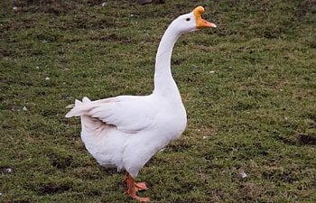 Chinese-Geese_David-Nutter-Flickr_CROPPED-600x346.jpg