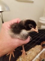 20180810_154604.jpg