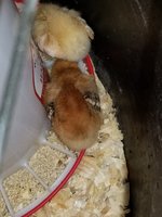 20180810_160453.jpg