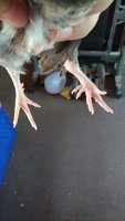 IMG_20180810_113305448.jpg