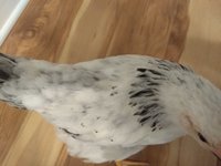 IMG_20180810_195259652.jpg