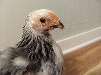 IMG_20180810_205531213.jpg