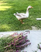 CA6E4E05-C27B-419E-B9F8-C9D61490A406.jpeg