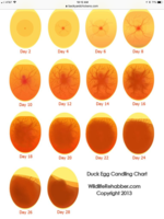 B3315F8A-3972-46DA-9AE4-6FBEDF7375B4.png