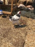 087E4827-B881-4756-ABC8-4B7FBF93A4CF.jpeg