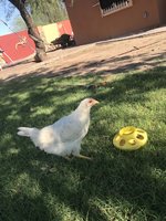 0C47D370-48EA-4E39-9B32-519DA860B218.jpeg