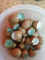 20180719_170151.jpg
