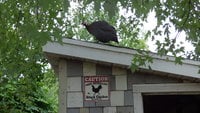 chickend 004.JPG