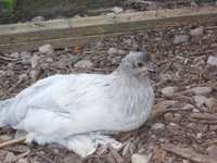 DSCN0013.JPG