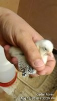 IMG_20180813_213029.jpg