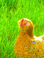 glowing golden (3 of 1).jpg glowing golden (3 of 1).jpg