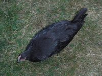 DSCF0480.jpg