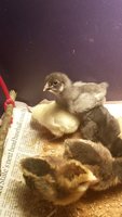 VideoCapture_20180814-001006.jpg VideoCapture_20180814-001006.jpg