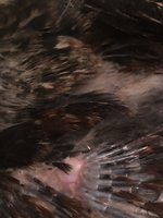 06B384E2-CD17-47EF-B215-F0E7F5EF1702.jpeg 06B384E2-CD17-47EF-B215-F0E7F5EF1702.jpeg
