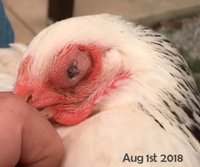 1aug2018_Spider Bite (4).JPG
