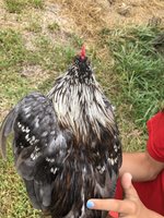 C7909FEA-3537-42E2-83BB-C0F773A4D8D1.jpeg