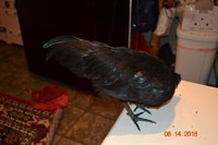DSC_1581.JPG