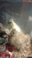 baby chickies (2) 4-29-18.jpg