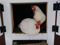 ChickensInCoopDoorWinter2017USE.jpg