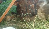 20180815_183454.jpg