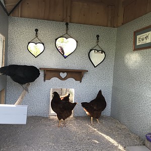 Chicken house.jpg