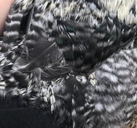 A0900E35-64E8-4DE1-AA1F-2567B3B554F7.jpeg