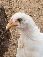 20180725_195811.jpg