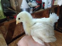 IMG_20180814_075611998.jpg
