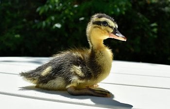 gray duckling.JPG