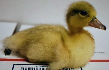 snowy call duckling.JPG