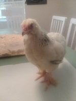 20180817_075916.jpg