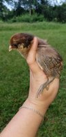 20180817_182010.jpg