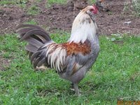 IMG_0649.JPG
