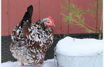 The best cold-hardy breeds