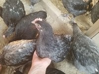 20180815_182003.jpg