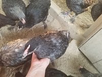 20180815_182001.jpg
