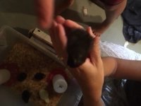 chick.jpg