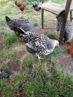 20180819_140155.jpg