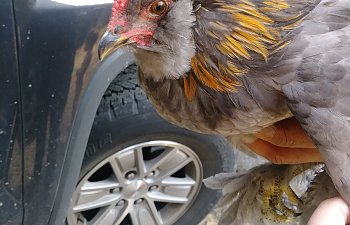 Blue Cochin/Ameraucana mix rooster