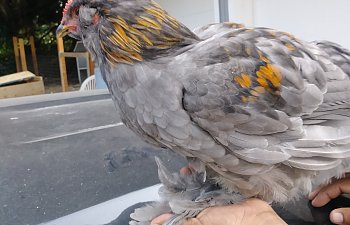 20180819_084142.jpg
