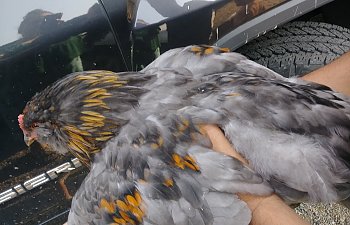 20180819_084031_Burst01.jpg