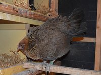 Broody a fluffy.jpg