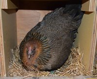 Broody in nest box.jpg