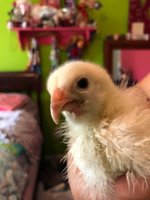Sunny Beak (3).jpg