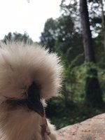 333BAA3D-DD77-4B62-901F-0BBB18BEE197.jpeg